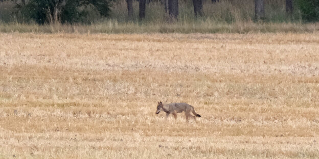 Ein junger Wolf ist auf einem abgeernteten Feld in Nordsachsen unterwehs.